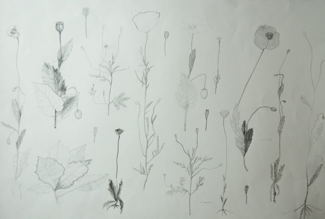 In Flanders Fields, Ontwerptekening behang